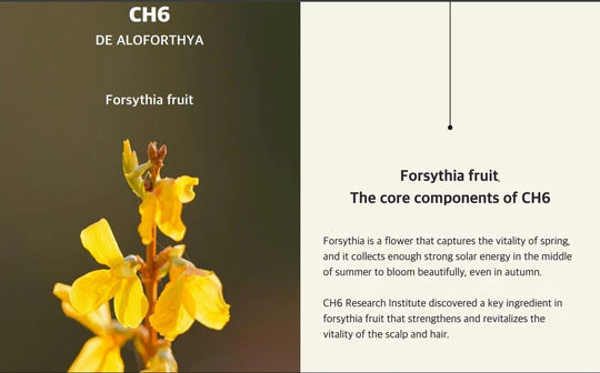 Kalwanji Shampoo - Sulfate-Free, & Dermatologically Tested CH6 Kalonji Shampoo